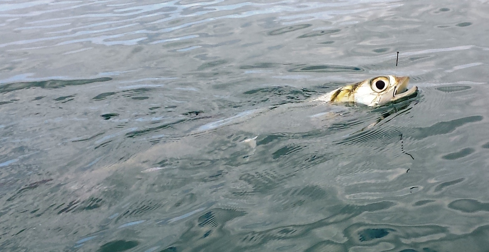 awa awa fish awa awa fish