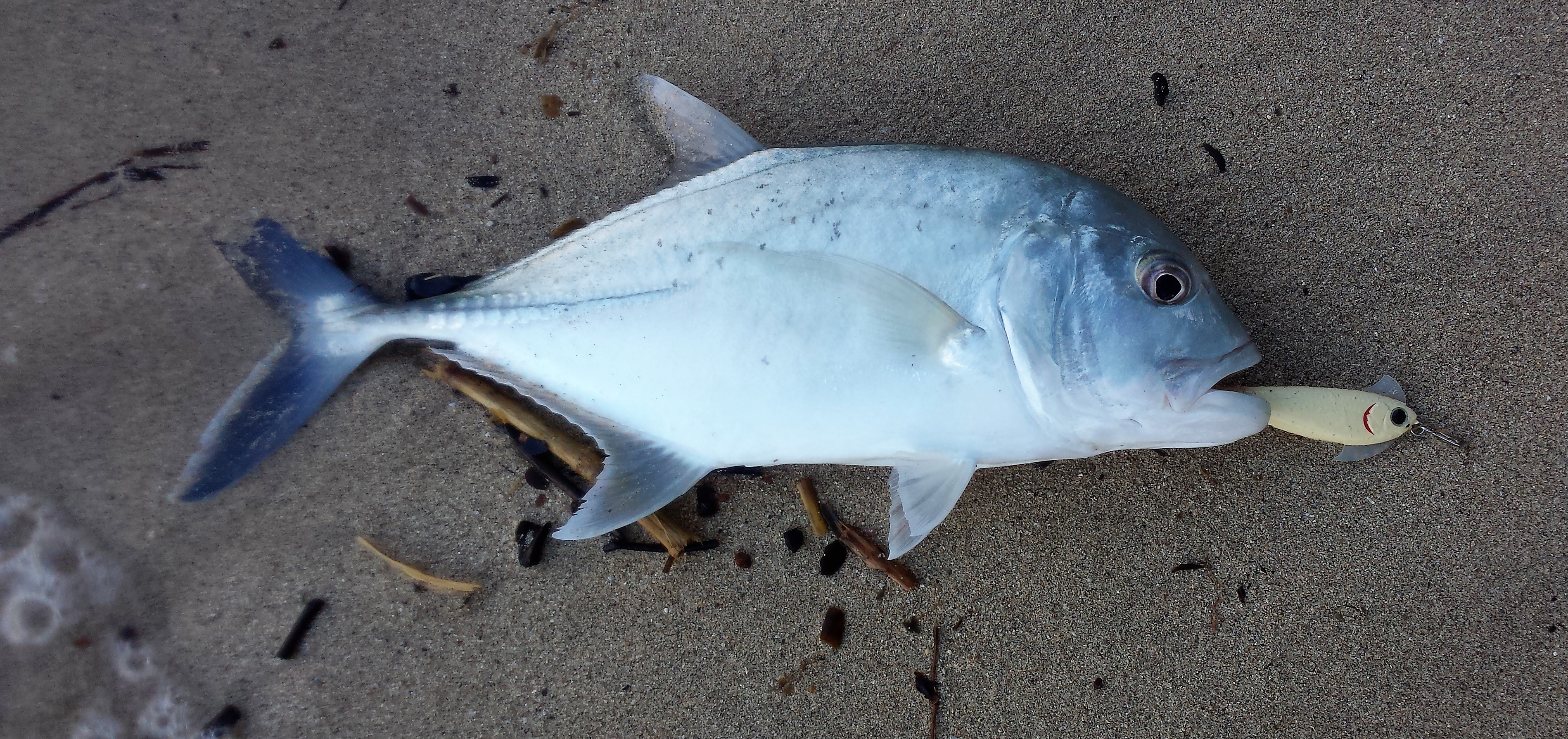 Best top water and subsurface lures? Hawaii Nearshore Fishing