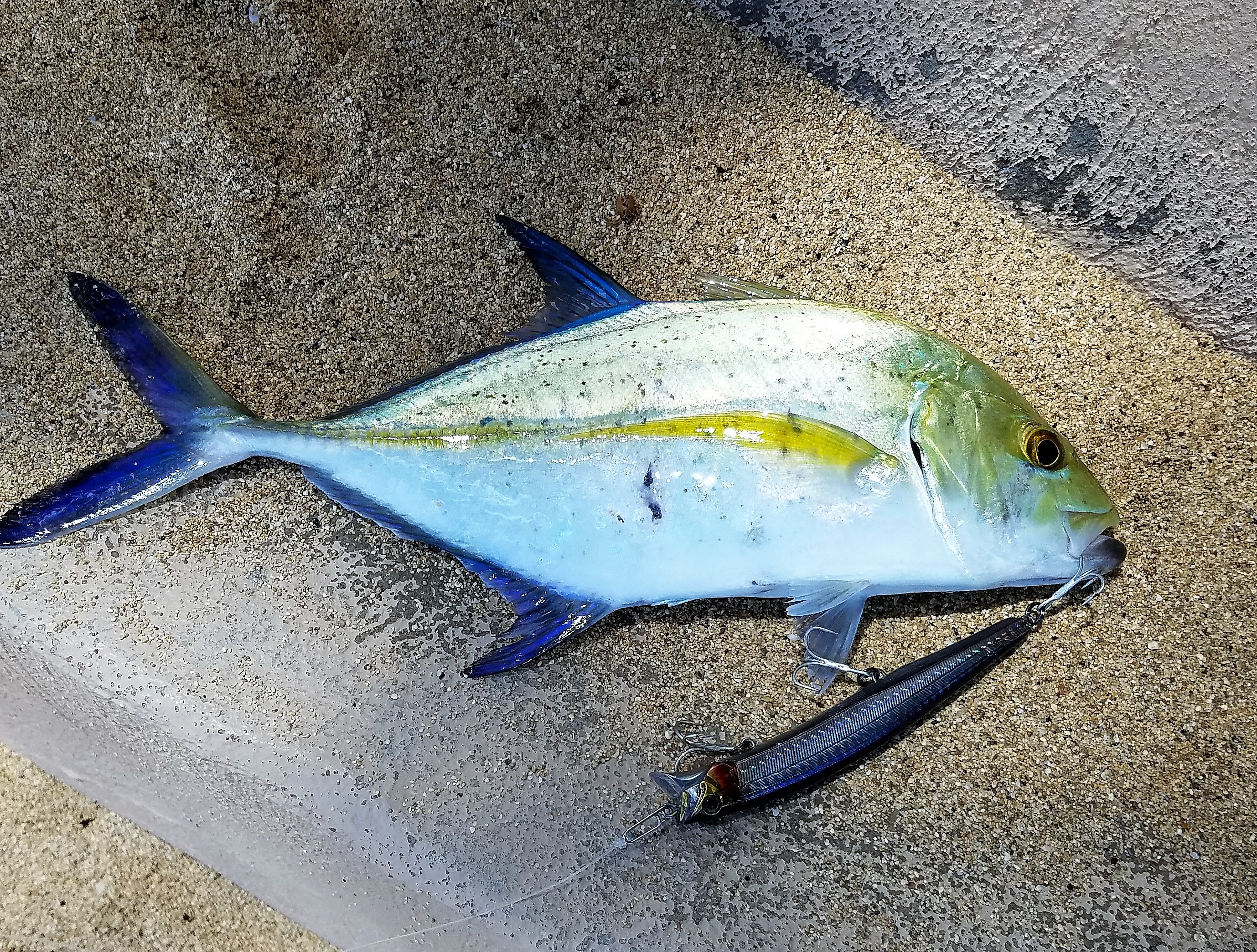 Hawaii Nearshore Fishing Oahu Still Get Fish, Really!