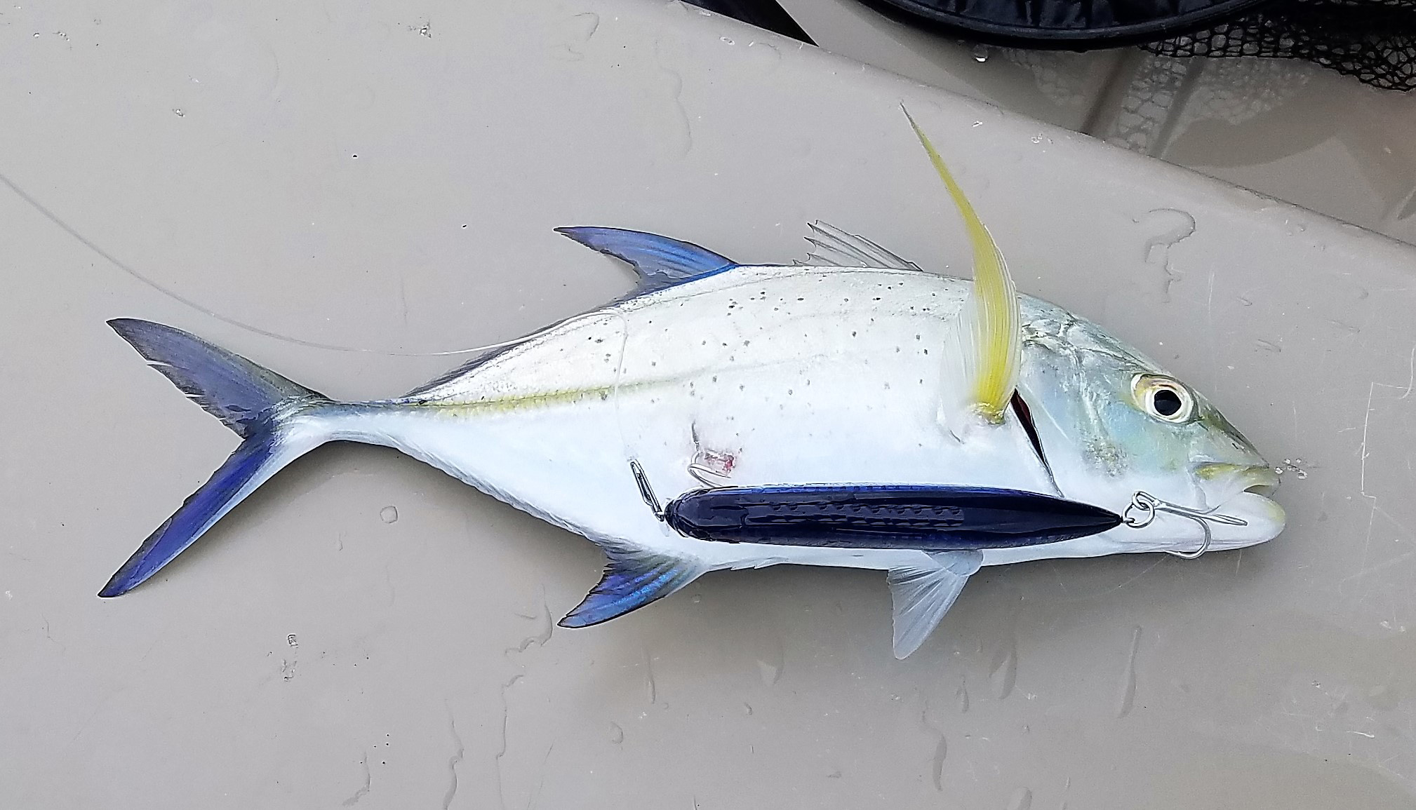 Hawaii Nearshore Fishing Oahu Still Get Fish, Really!