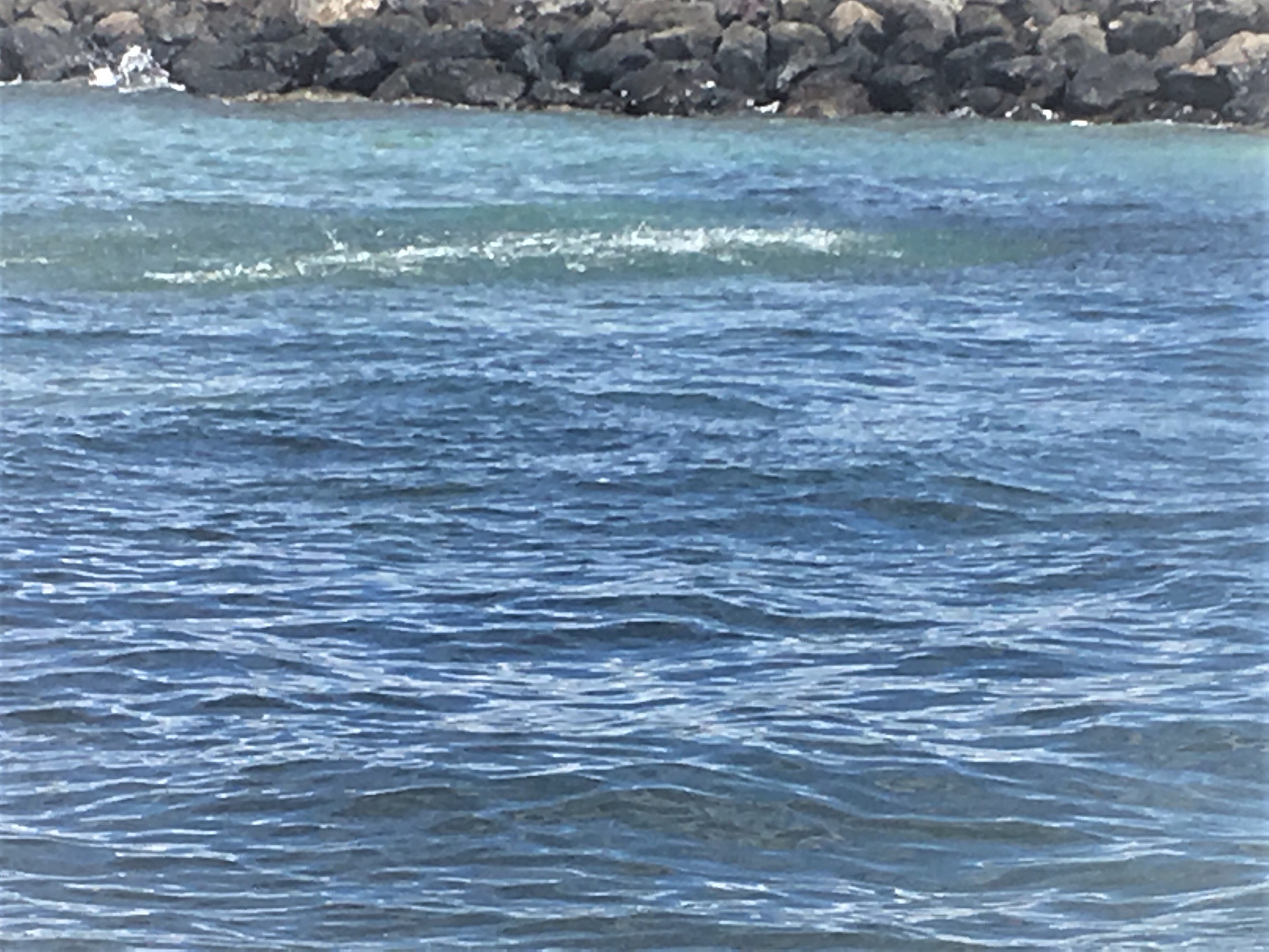 The sardines are in, and getting whacked! Hawaii Nearshore Fishing