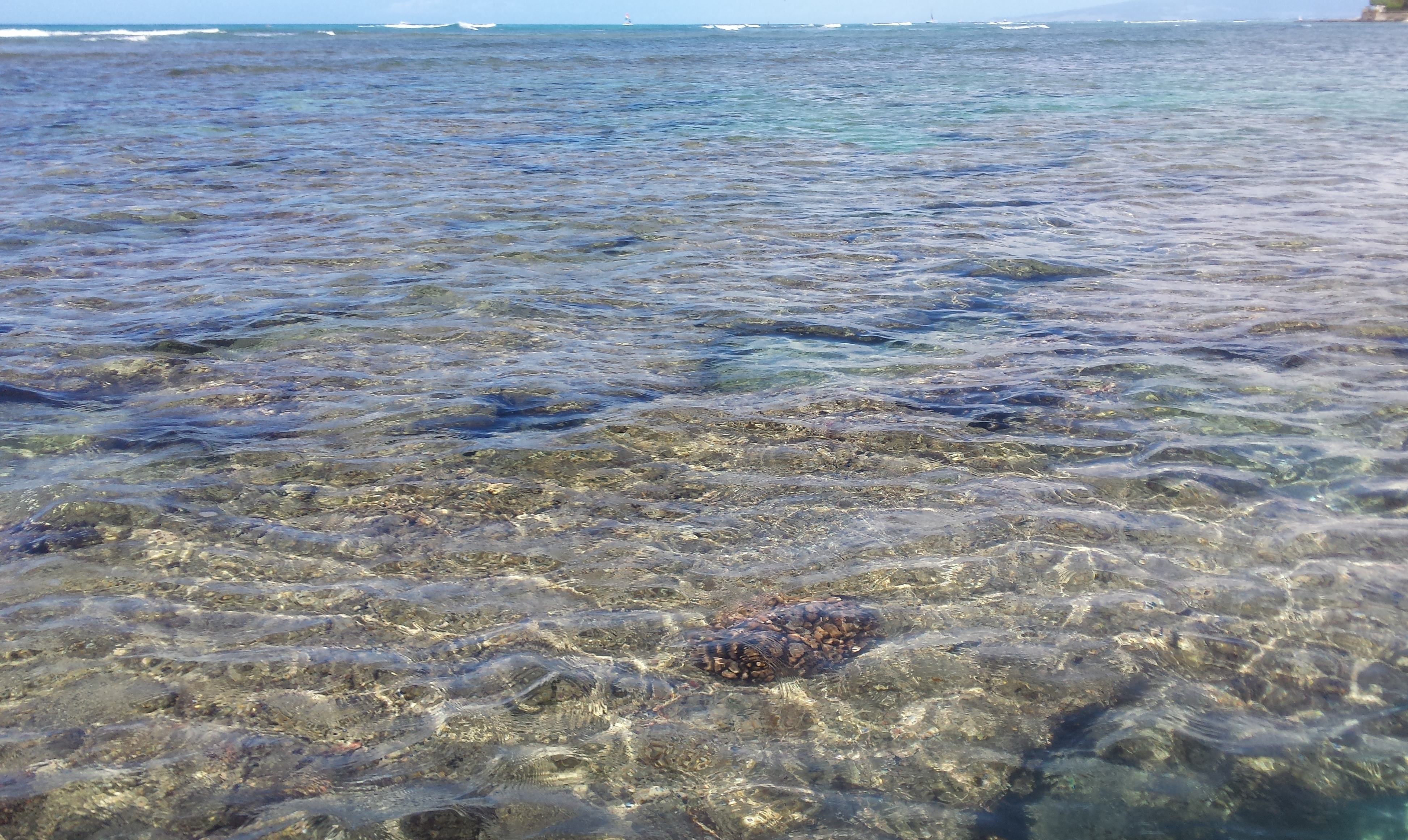 Crazy stuff you see fishing the reef dropoff - Hawaii Nearshore Fishing