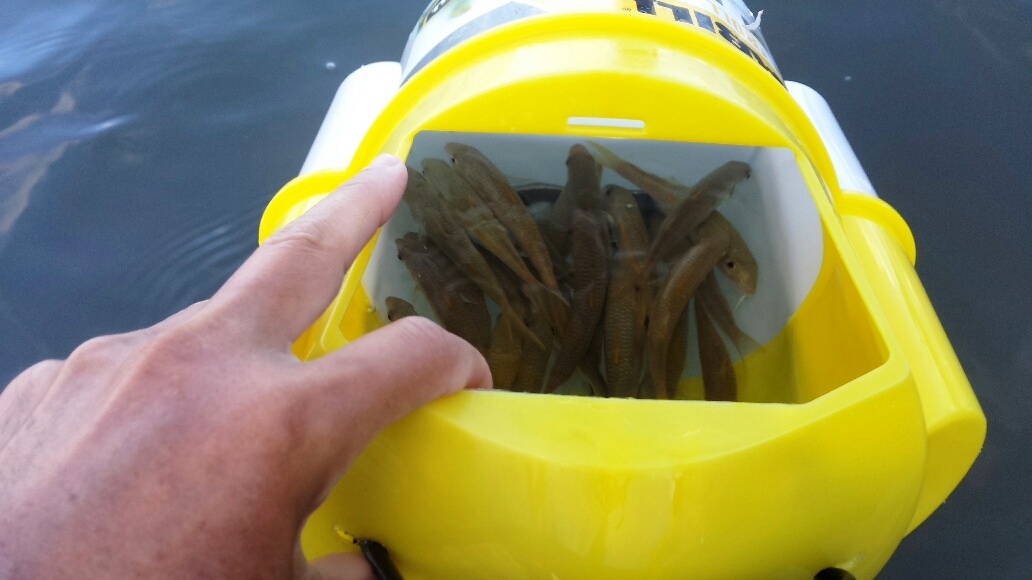 Live Bait Bucket