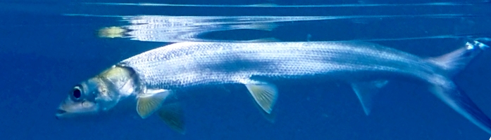 awa awa fish awa awa fish